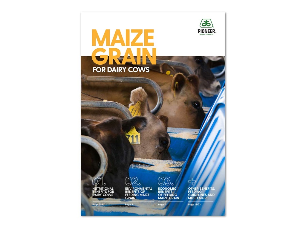 Maize Grain Dairy Cows Manual