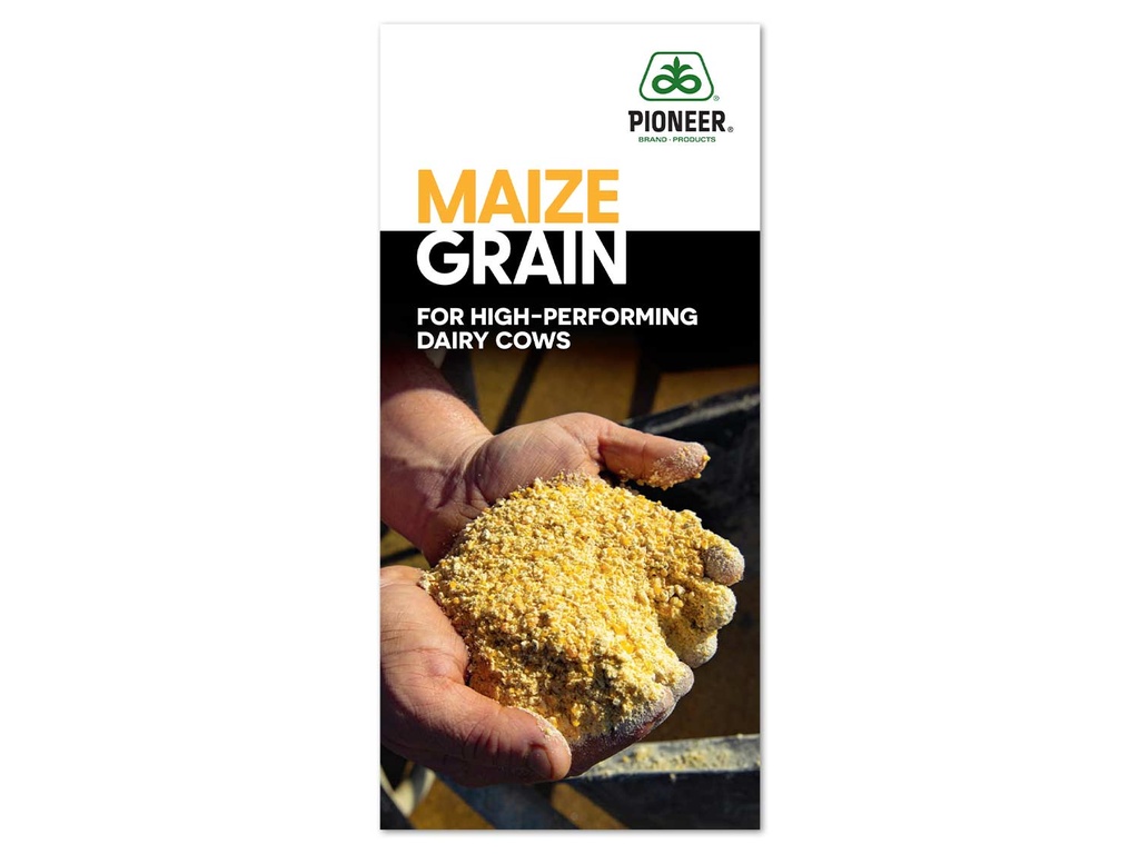 Maize Grain for High-Performing Dairy Cows